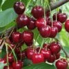 Danube Cherry -The Orchard Zone shutterstock 1455581603