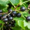 Ben More Black Currant -The Orchard Zone shutterstock 1482109526