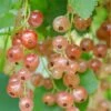Pink Champagne Currant -The Orchard Zone shutterstock 1485591821