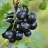 Minaj Smyriou Black Currant -The Orchard Zone shutterstock 1497701447