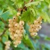 Blanca White Currant -The Orchard Zone shutterstock 1551737345