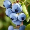 Alpha Burgundy Maine Blueberry -The Orchard Zone shutterstock 156414977 1