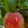 Necta Zee Nectarine -The Orchard Zone shutterstock 174110