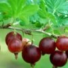 Black Velvet Gooseberry -The Orchard Zone shutterstock 175514207 1