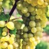 Interlaken Seedless Grape -The Orchard Zone shutterstock 228403507