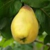 Van Deman Quince -The Orchard Zone shutterstock 279878615