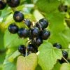 Otelo Black Currant 1 Otelo Black Currant -The Orchard Zone shutterstock 288370247