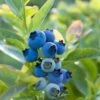 Blueray Blueberry -The Orchard Zone shutterstock 304755110 1