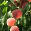 El Dorado Peach - Miniature -The Orchard Zone shutterstock 333793856