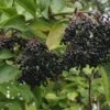 Nova Elderberry -The Orchard Zone shutterstock 345309935