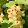 Primus White Currant -The Orchard Zone shutterstock 400449280