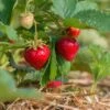 Benton Strawberry -The Orchard Zone shutterstock 430640533