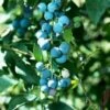 Alpha Sunshine Blue Blueberry 2 Alpha Sunshine Blue Blueberry -The Orchard Zone shutterstock 447173914 1
