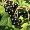 Wellington XXX Black Currant -The Orchard Zone shutterstock 49241371