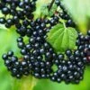 Adams Elderberry -The Orchard Zone shutterstock 524234776