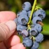Alpha Northblue Blueberry -The Orchard Zone shutterstock 53094361