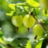 Whitesmith Gooseberry -The Orchard Zone shutterstock 554664052