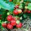 Capron Musk Strawberry -The Orchard Zone shutterstock 56673937