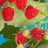 Cascade Delight Raspberry Bundle (5 Plants) 2 Cascade Delight Raspberry Bundle (5 Plants) -The Orchard Zone shutterstock 56724127 02deb844 cdbd 4b40 b3bb b6b1eb7b7921