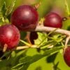 Hinnomaki Red Gooseberry -The Orchard Zone shutterstock 619589141 1