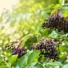Haschberg Elderberry -The Orchard Zone shutterstock 650694826