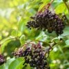Sampo Elderberry -The Orchard Zone shutterstock 650694832 1