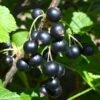 Kirovchanka Black Currant 2 Kirovchanka Black Currant -The Orchard Zone shutterstock 652922467