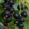 Ben Sarek Black Currant -The Orchard Zone shutterstock 688798615