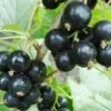 Hilltop Baldwin Black Currant -The Orchard Zone shutterstock 692408818
