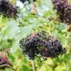 Korsor Elderberry 2 Korsor Elderberry -The Orchard Zone shutterstock 722683237 1