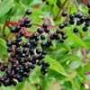 Allesoe Elderberry -The Orchard Zone shutterstock 770835322
