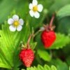 Mignonette Strawberry -The Orchard Zone shutterstock 79496968