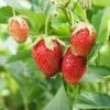 Eversweet Strawberry Bundle (3 Packs) -The Orchard Zone shutterstock 79541821 1d8a6bb2 21ef 4e8d 9f7f 3f2f779f59e6