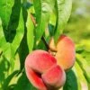 Saturn Peach -The Orchard Zone shutterstock 81081247