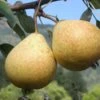 Hendre Huffcapp European Perry Pear -The Orchard Zone shutterstock image 17