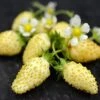 Yellow Alpine Strawberry -The Orchard Zone shutterstock image 1 1 1