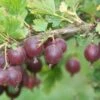 Jeanne Gooseberry -The Orchard Zone shutterstock image 2