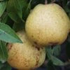 White Doyenne European Pear