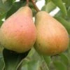 Stuttgarter Geishirtle European Pear
