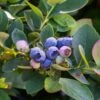 Bushel And Berry® Silver Dollar® Blueberry -The Orchard Zone sildol