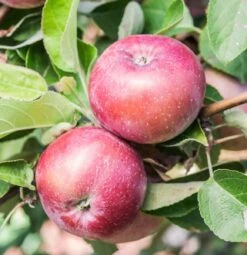 Spartan Apple -The Orchard Zone spartanw 1