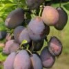 Stanley European Plum -The Orchard Zone stanley 1