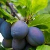 Combo European Plum Tree (4 Varieties) -The Orchard Zone stanley plum 2