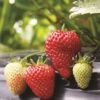 Albion Strawberry Bundle (3 Packs) -The Orchard Zone strawberries e401 albion 1 99305b6d ae90 4c64 8d2f f071d1c25fc1