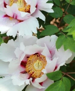 Paeonia Suffruticosa Peony