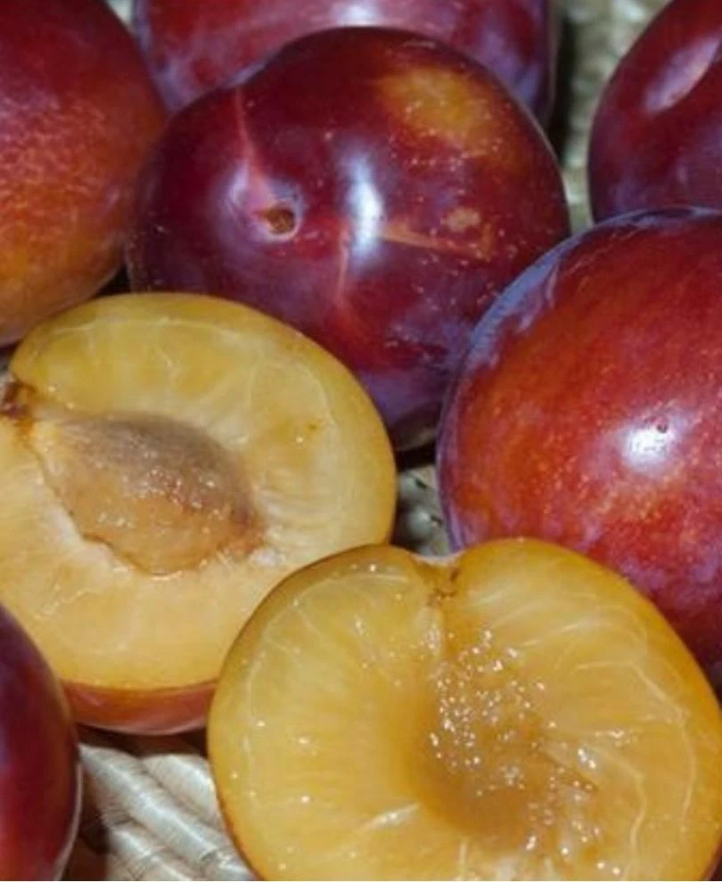 Sugar Twist Pluerry 3 Sugar Twist Pluerry