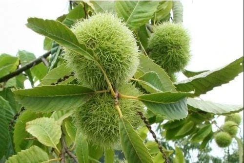Szego Grafted Chestnut 3 Szego Grafted Chestnut