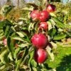 Tasty Red™ Urban® Columnar Apple -The Orchard Zone tasty red 1 1