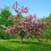 Thundercloud Flowering Plum 2 Thundercloud Flowering Plum -The Orchard Zone thundercloud flowering plum 1