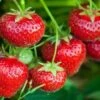 Tillamook Strawberry -The Orchard Zone tillamook strawberries